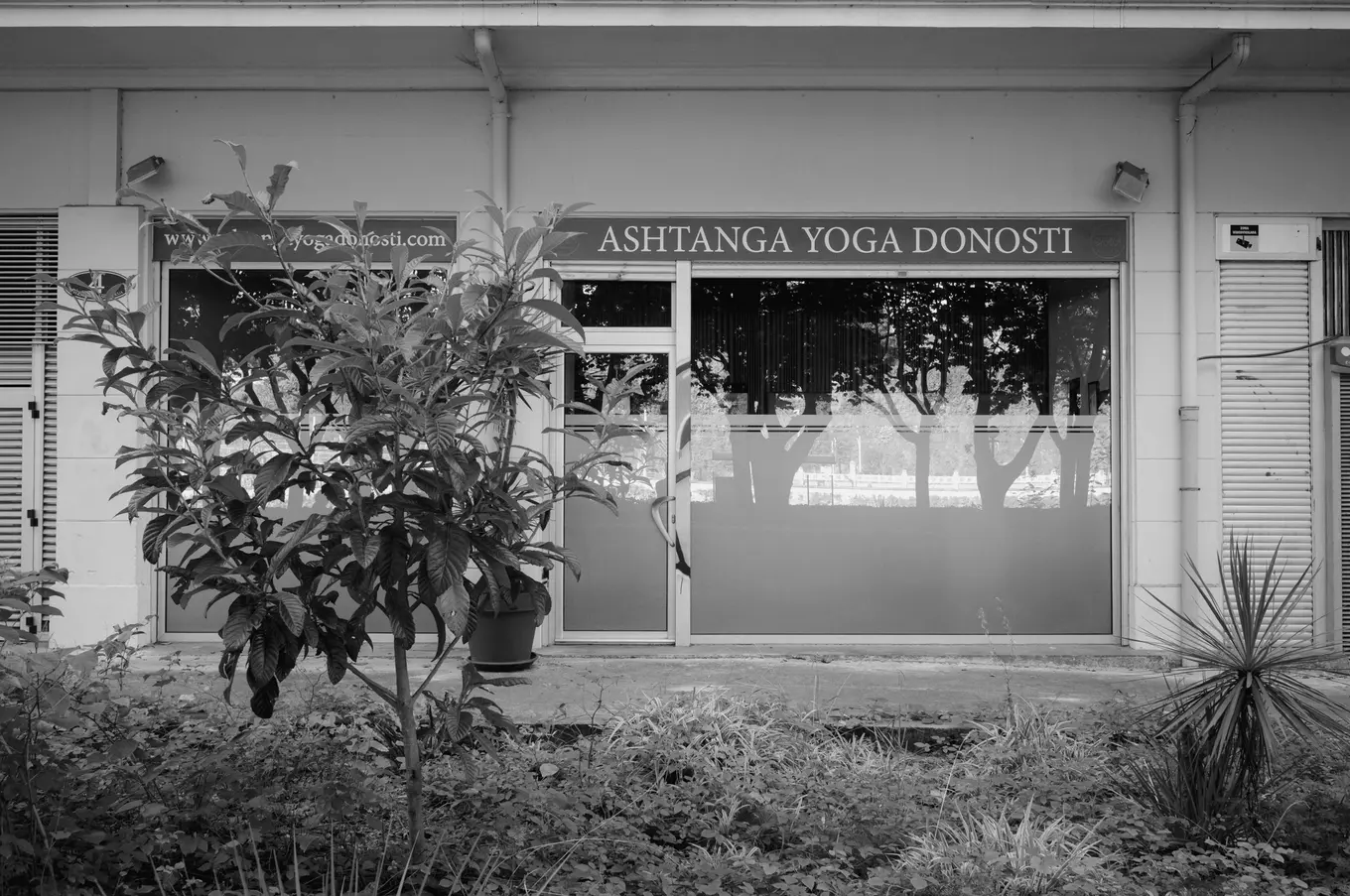 A shopfront lettered Ashtanga Yoga Donosti behind a young tree in an overgrown bed