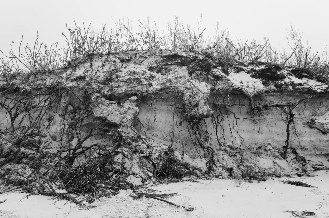 The face of an eroded dune, roots hanging out of the exposed sand