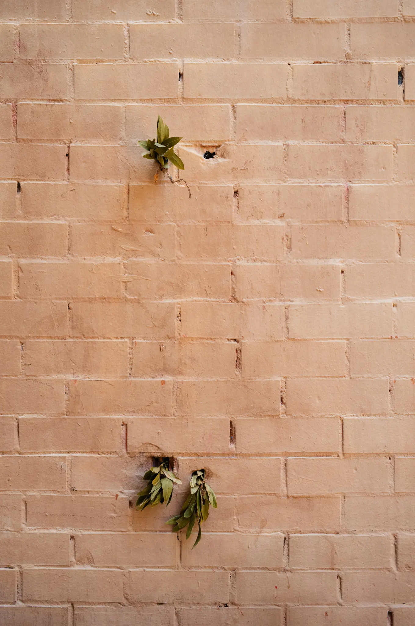 Two small sprigs of greenery growing out of holes in a painted brick wall