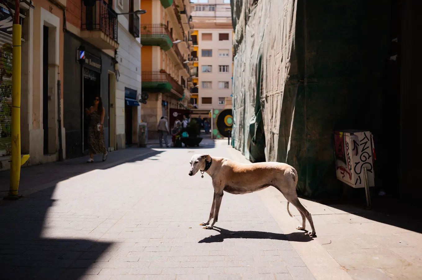 A greyhound standing alone in the middle of a narrow street, looking back down the sunlit paving