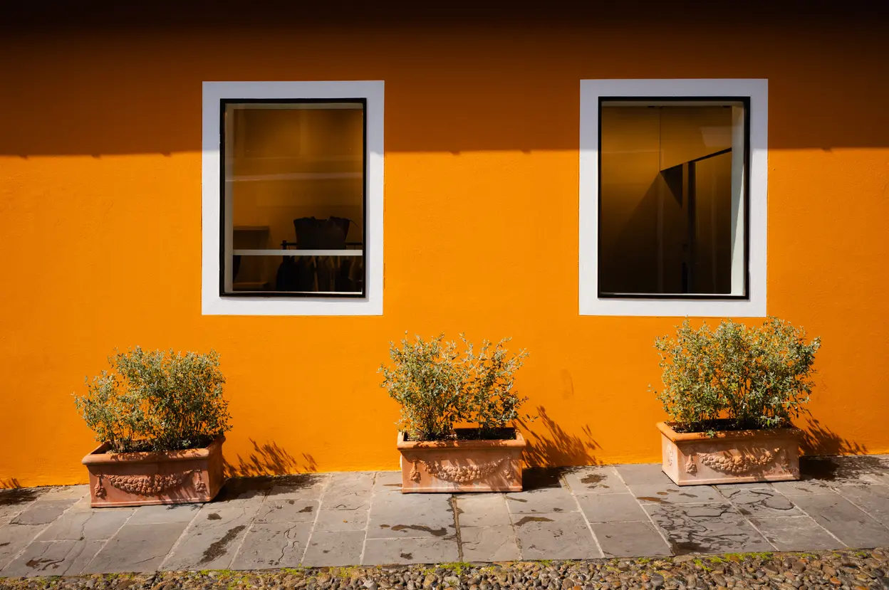 Two windows in an orange wall, three clipped shrubs in terracotta planters below