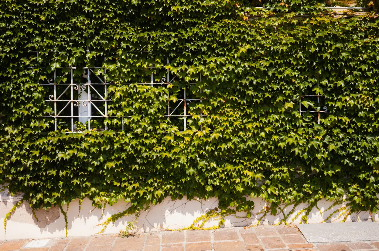 An iron window grille showing through a wall of ivy