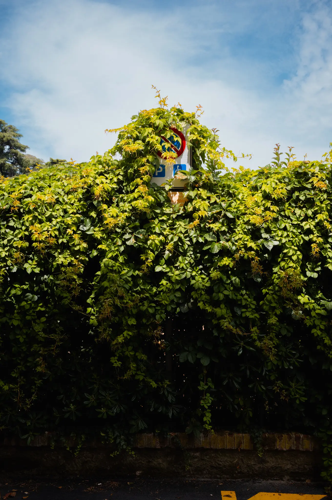 A road sign just showing over the top of a tall flowering hedge