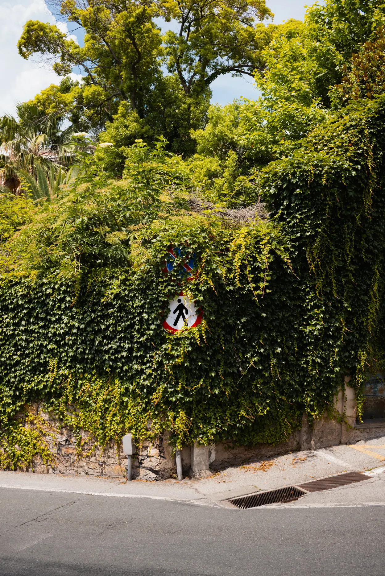 A pedestrian sign on the corner of an ivy-covered wall