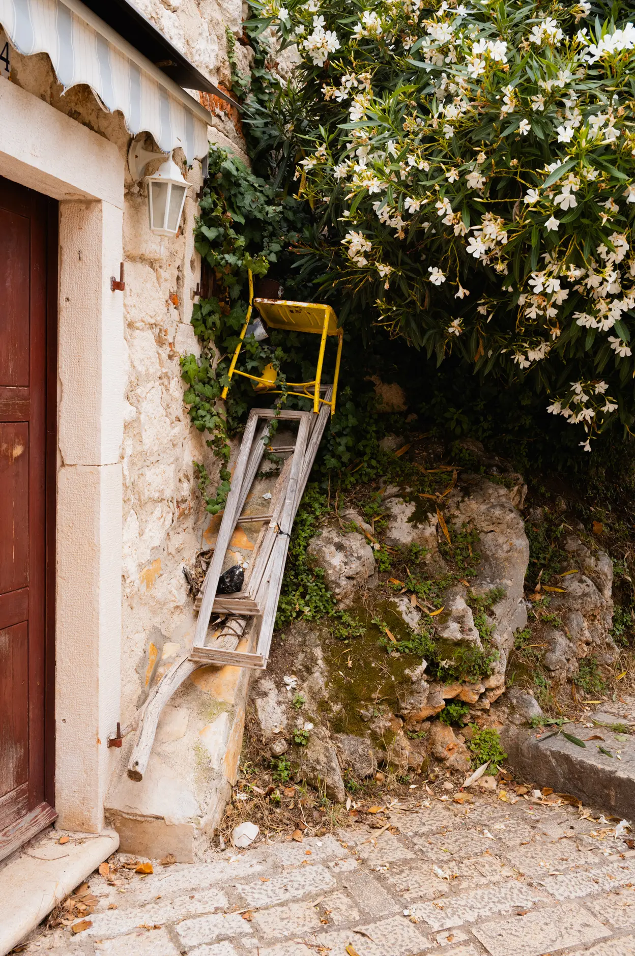 A broken wooden barrow propped against a wall under flowering oleander