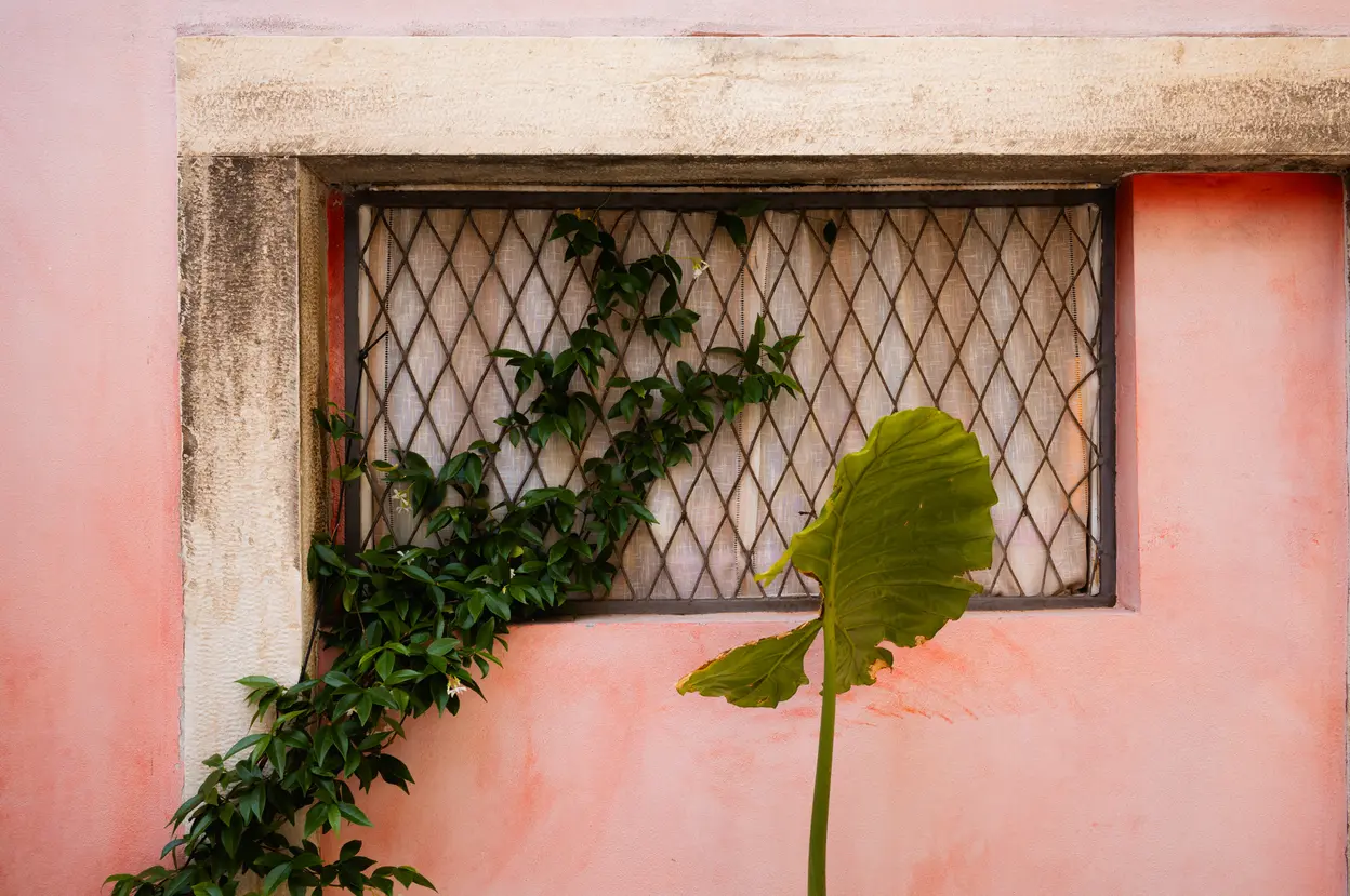 A single large leaf and a creeper against a pink wall with a grated window