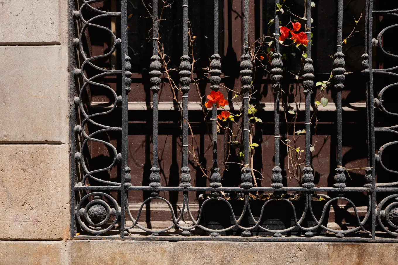 Red flowers pushing through the bars of an ornate iron window grille